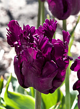 X 100 TULIPA PARROT NEGRITA