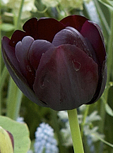 X 100 TULIPA PAUL SCHERER