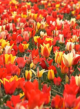 X 100 TULIPA PEACOCK MIX