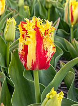 X 100 TULIPA PHANTOM