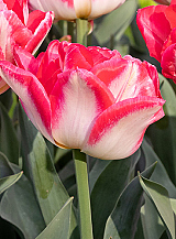 X 100 TULIPA PINK DELIGHT