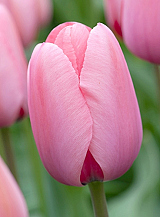 X 100 TULIPA PINK IMPRESSION