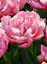 X 100 TULIPA PINK STAR