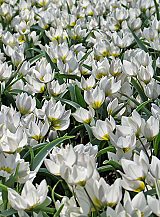 X 100 TULIPA POLYCHROMA