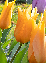 X 100 TULIPA PRAESTANS SHOGUN