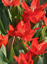 X 100 TULIPA PRAESTANS ZWANENBURG VARIETY