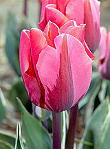 X 100 TULIPA PRETTY PRINCESS