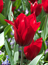 X 100 TULIPA PRETTY WOMAN