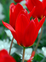 X 100 TULIPA PRINCEPS