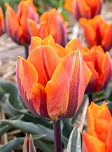 X 100 TULIPA PRINSES IRENE