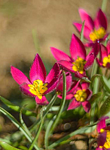 X 100 TULIPA PULCH. VIOLACEA GEEL HART