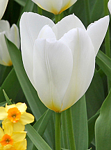 X 100 TULIPA PURISSIMA