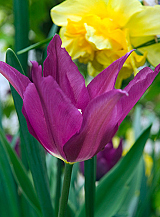 X 100 TULIPA PURPLE DREAM