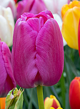 X 100 TULIPA PURPLE PRIDE