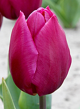X 100 TULIPA PURPLE PRINCE