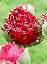 X 100 TULIPA QATAR