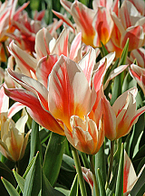 X 100 TULIPA QUEBEC