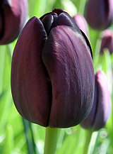 X 100 TULIPA QUEEN OF NIGHT