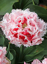 X 100 TULIPA QUEENSLAND