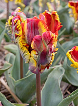 X 100 TULIPA RASTA PARROT