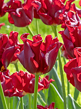 X 100 TULIPA RED DRESS