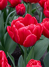 X 100 TULIPA RED FOXTROT