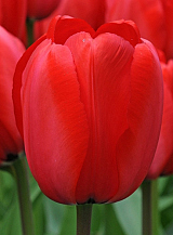 X 100 TULIPA RED IMPRESSION