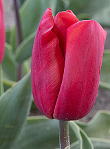 X 100 TULIPA RED PARADISE