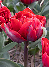 X 100 TULIPA RED PRINCESS