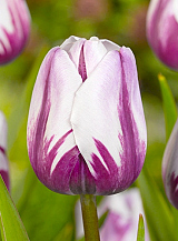X 100 TULIPA REMS FAVOURITE