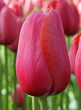 X 100 TULIPA RENOWN