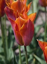 X 100 TULIPA REQUEST