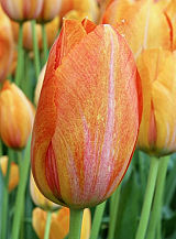 X 100 TULIPA RHAPSODY OF SMILES