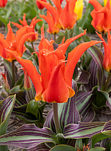 X 100 TULIPA RIGAS BARIKADES