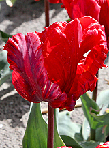 X 100 TULIPA ROCOCO