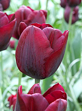 X 100 TULIPA RONALDO