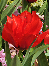 X 100 TULIPA ROODKAPJE DUBBEL