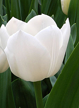 X 100 TULIPA ROYAL VIRGIN