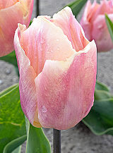 X 100 TULIPA SALMON PRINCE