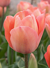 X 100 TULIPA SALMON VAN EIJK