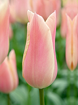 X 100 TULIPA SANNE
