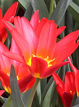 X 100 TULIPA SCARLET BABY