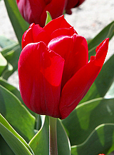 X 100 TULIPA SEADOV
