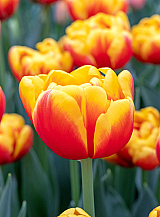 X 100 TULIPA SHELL