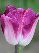 X 100 TULIPA SHIUN