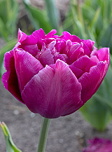 X 100 TULIPA SHOWCASE