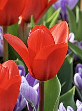 X 100 TULIPA SHOWWINNER