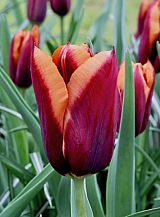 X 100 TULIPA SLAWA