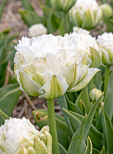 X 100 TULIPA SNOW CRYSTAL