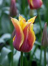 X 100 TULIPA SONNET